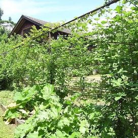 Holzhaus mit Garten